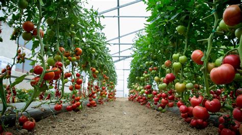 Unlock the Potential: Elevating Your Tomato Crop